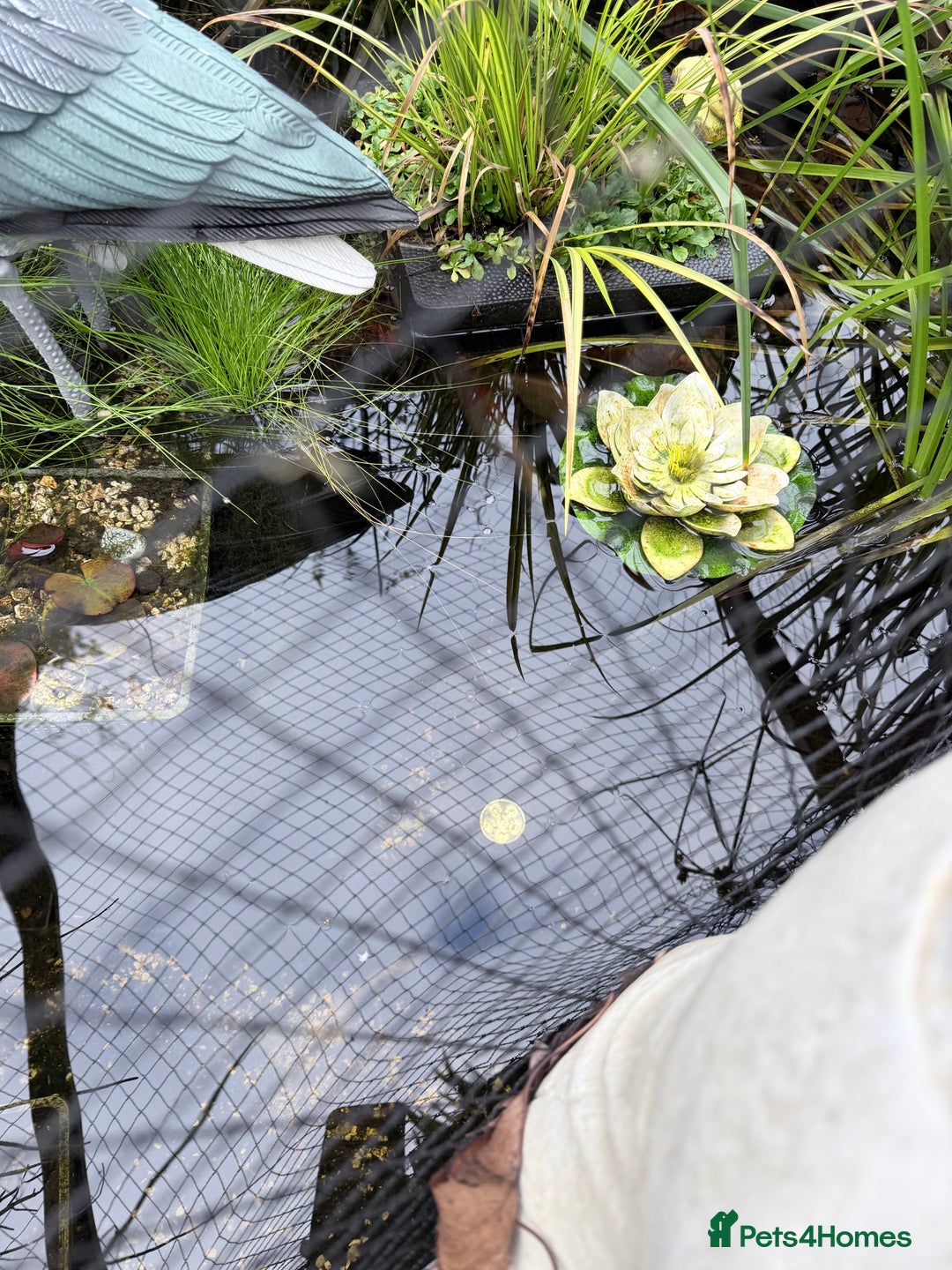 Koi Carp fish for sale: 2 koi and 3 goldfish  - Advert 2