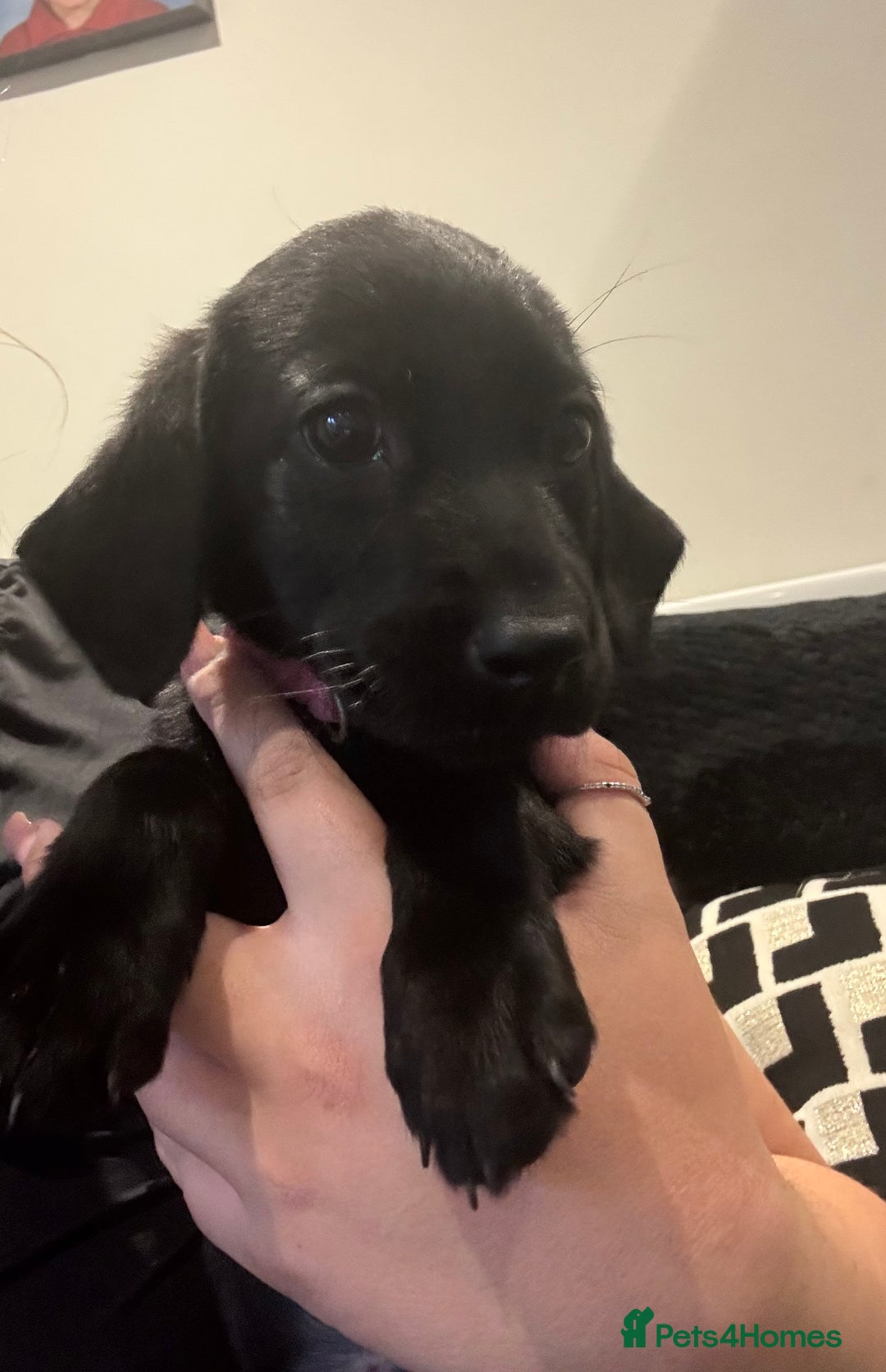 Labrador Retriever dogs for sale: Quality KC registered BLK Labrador Retriever Bitch - Image 4