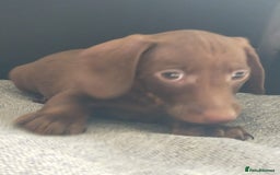 Miniature Dachshund dogs for sale: ..Miniature dachshunds 1 Girl 1BOY READY TO LEAVE  in Ellesmere Port - Image 18