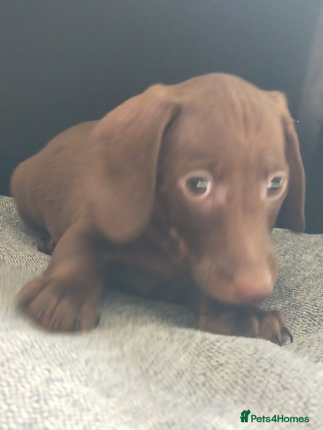 Miniature Dachshund dogs for sale: ..Miniature dachshunds 1 Girl 1BOY READY TO LEAVE  in Ellesmere Port - Image 18
