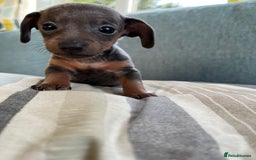 Miniature Dachshund dogs for sale: Micro mini dachshund  - Image 7