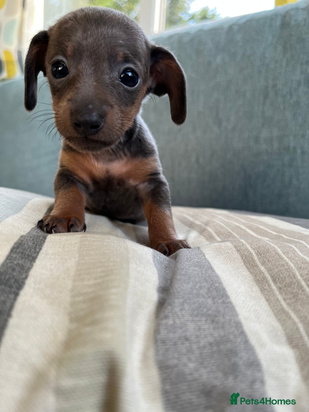 Miniature Dachshund dogs for sale: Micro mini dachshund  - Image 7