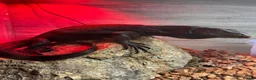 Monitor reptiles for sale: Black Dragon for Sale - Advert 6