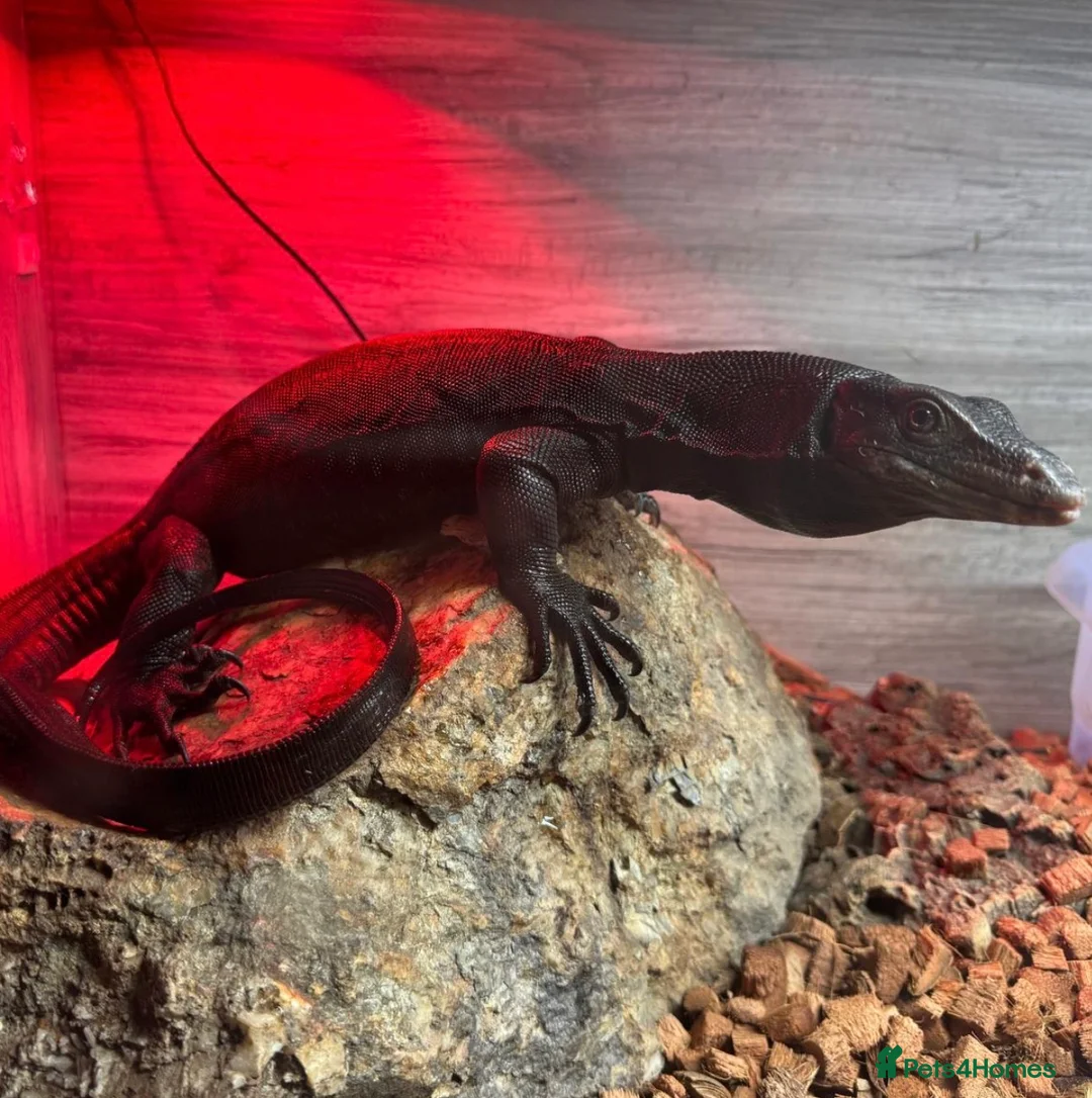 Monitor reptiles for sale: Black Dragon for Sale - Advert 6
