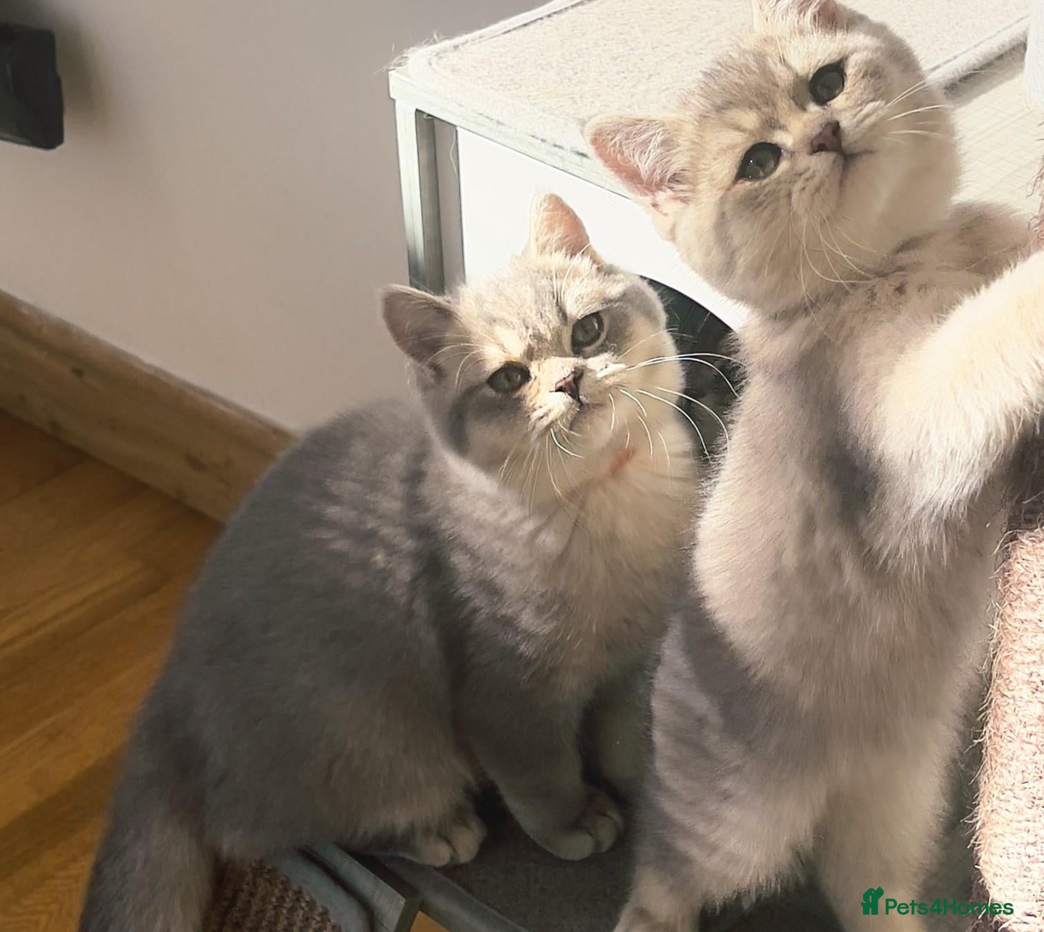 British Shorthair cats Girl Ready Now - GCCF/TICA British Shorthair - Advert 1