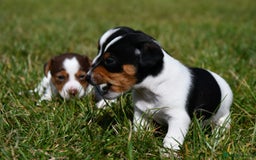 Jack Russell dogs for sale: Jack Russel puppies for sale  - Image 7