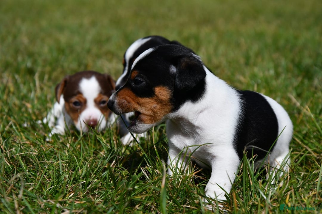 Jack Russell dogs for sale: Jack Russel puppies for sale  - Image 7