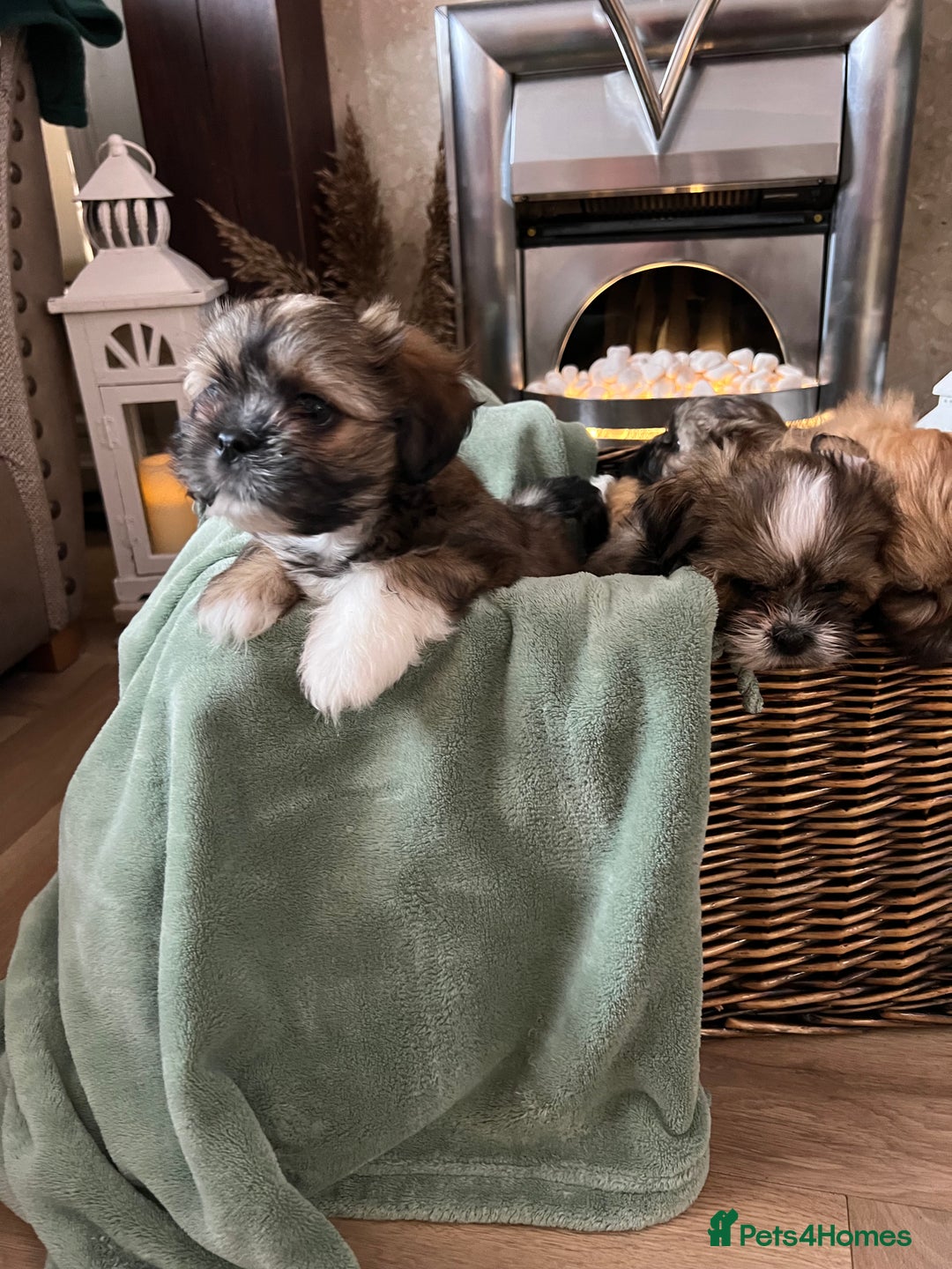 Lhasa Apso dogs for sale: Lhasa apso puppies  - Advert 7