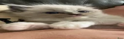 Ragdoll cats for sale: Fully Registered Ragdoll Kittens  - Advert 11