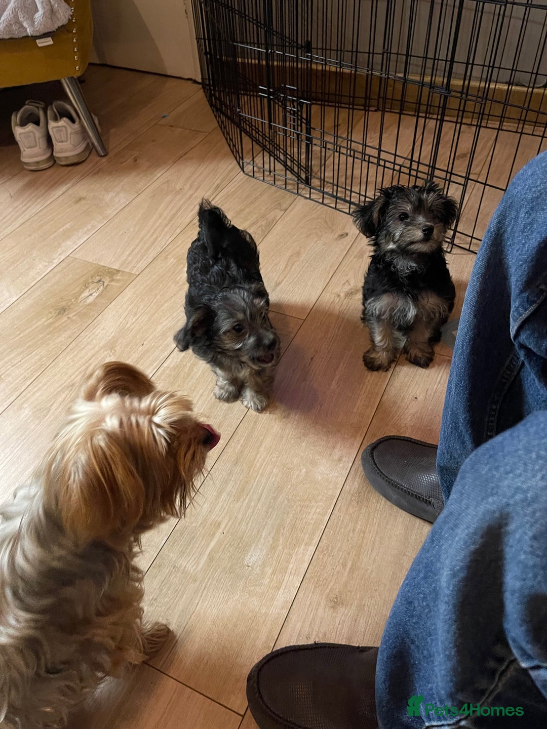 Mixed Breed dogs for sale: Adorable Morkie Poo puppies - Advert 31
