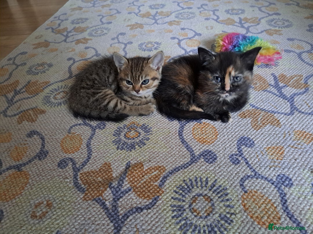 Mixed Breed cats for sale: Four fluffy stress reducers looking for new homes - Image 14