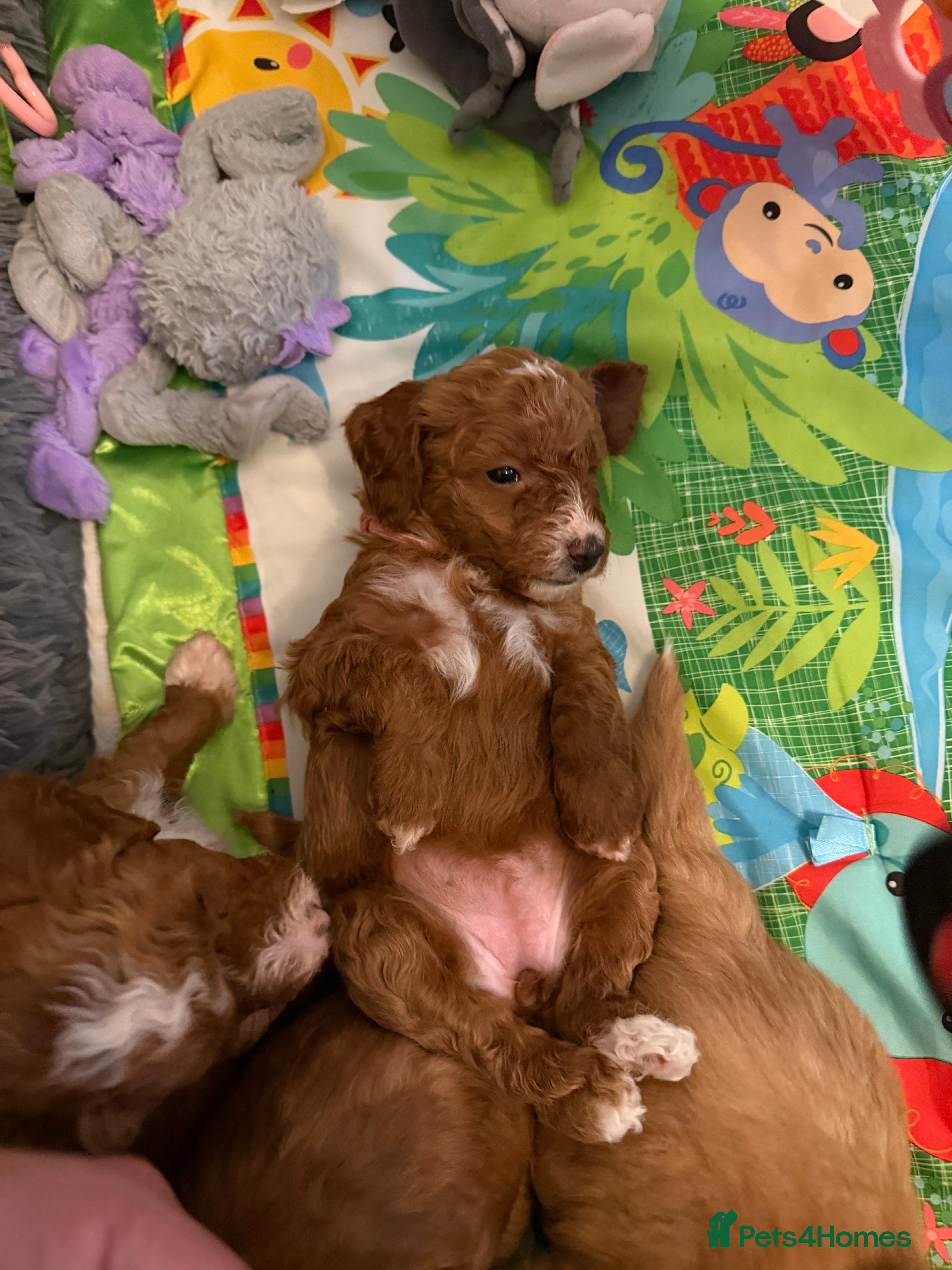 Australian Labradoodle dogs Australian Labradoodle puppies  - Advert 3