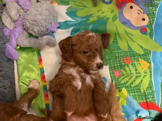 Australian Labradoodle dogs Australian Labradoodle puppies - Advert 3