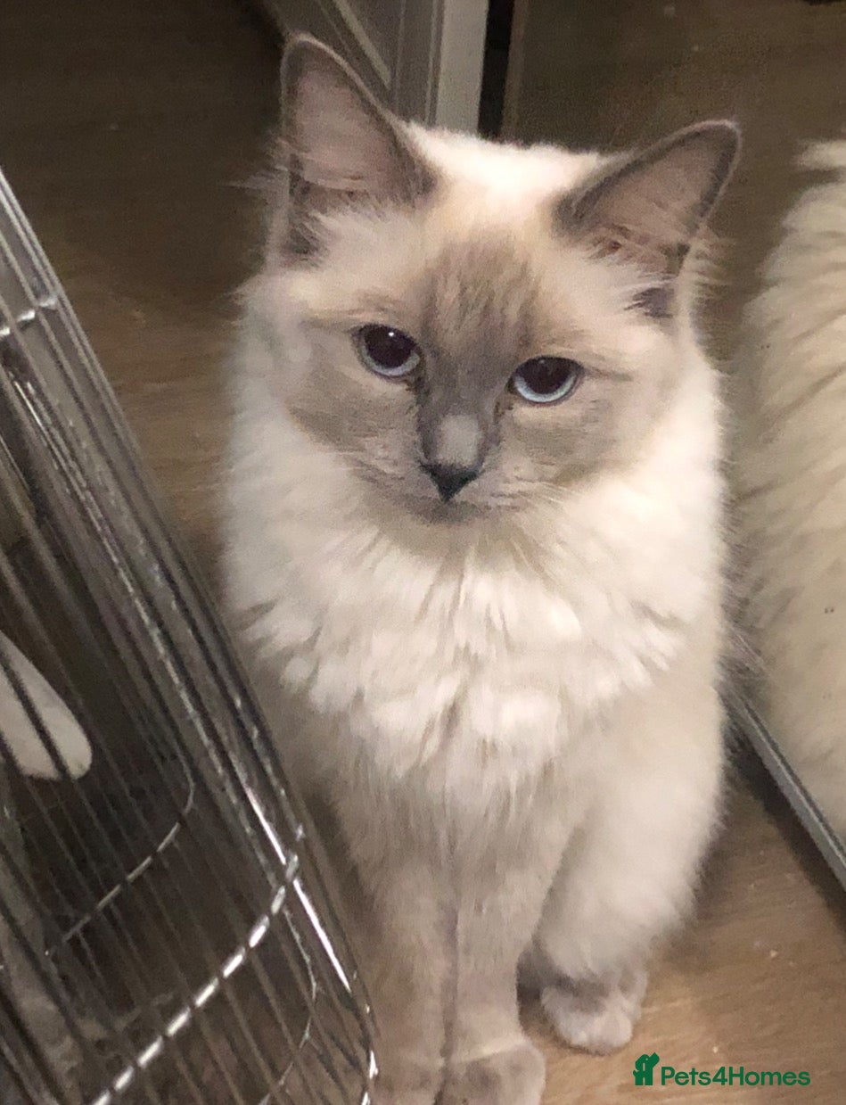 Ragdoll cats Kiki looking for her forever home - Advert 1