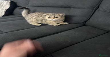 British Shorthair cats - Advert 5