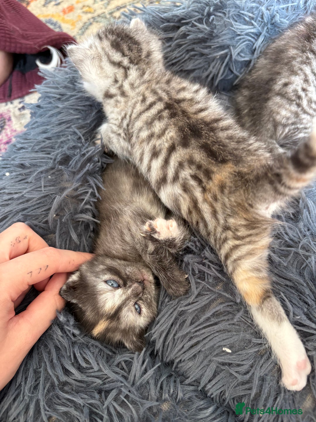 Bengal cats for sale: Beautiful half bengal kittens  - Image 16