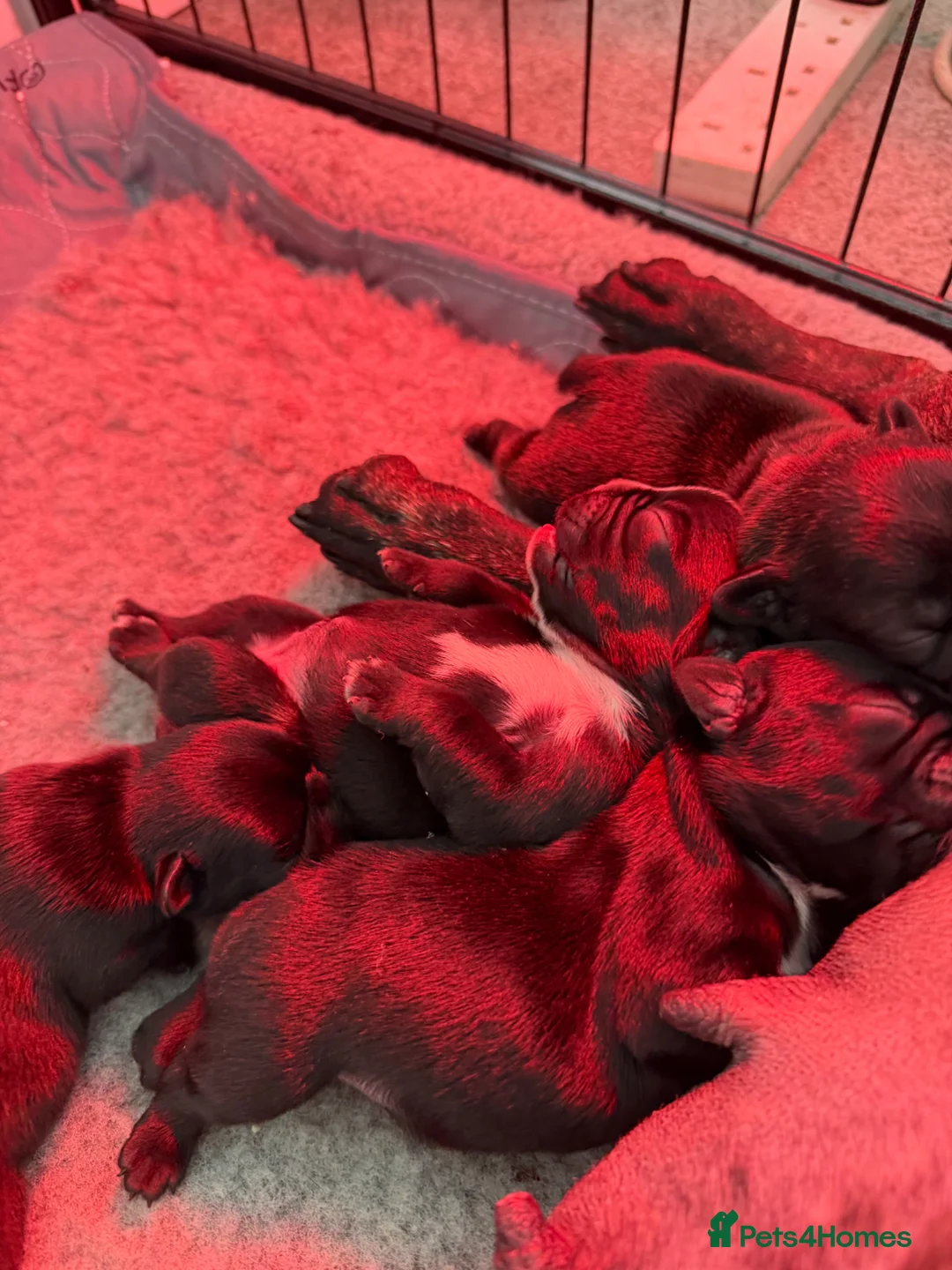 French Bulldog dogs for sale: French Bulldog Puppies for Sale in London - Advert 1