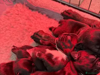 French Bulldog dogs French Bulldog Puppies for Sale - Advert 13