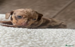 Dachshund dogs for sale: 🌭🌭🌭🌭🌭🌭🌭little dachshunds🌭🌭🌭🌭🌭  - Image 22