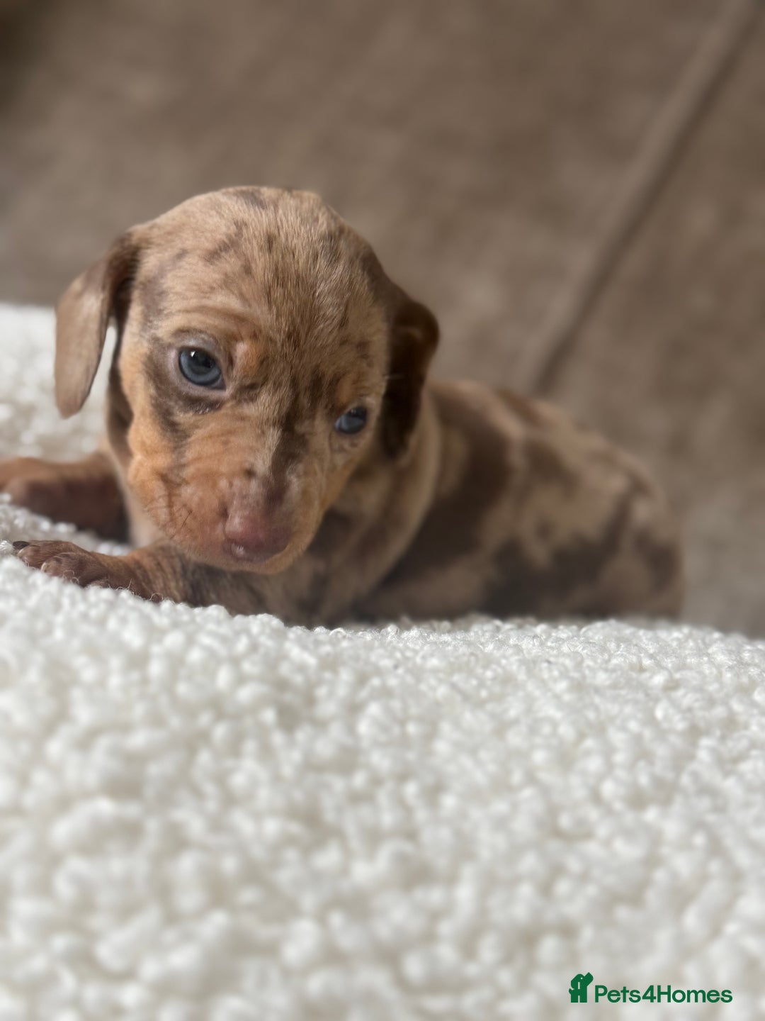 Dachshund dogs for sale: 🌭🌭🌭🌭🌭🌭🌭little dachshunds🌭🌭🌭🌭🌭  - Image 22