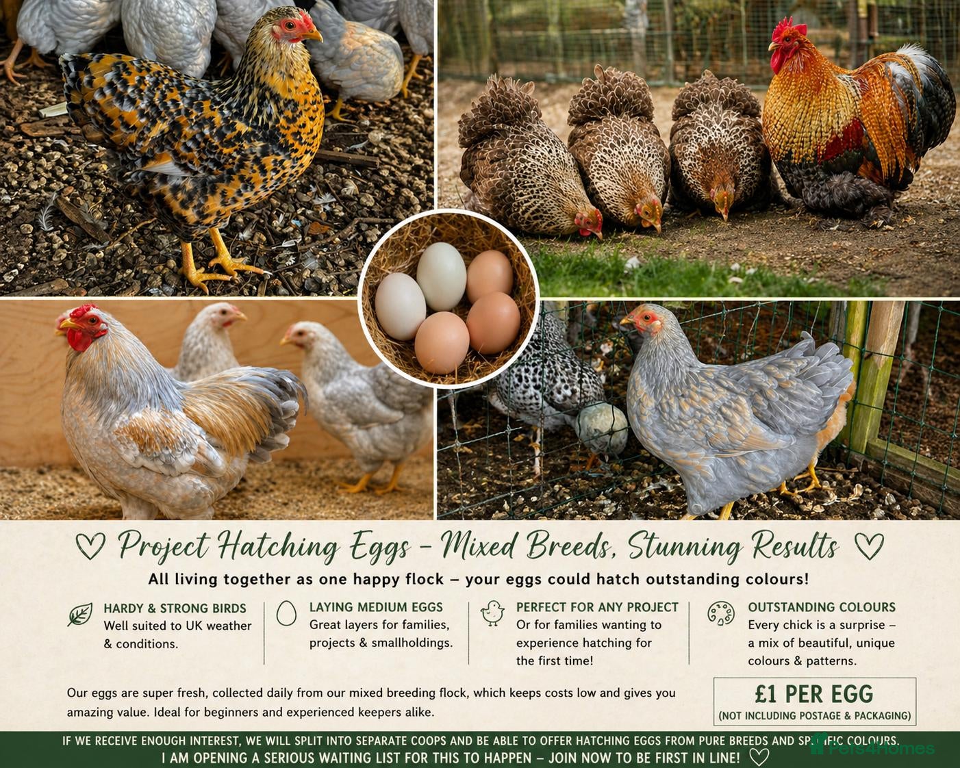 French Lop rabbits Hatching fertilised eggs from - read advert - Advert 2