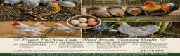 French Lop rabbits for sale: Hatching fertilised eggs from - read advert - Advert 1