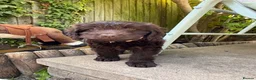 Cockapoo dogs for sale: the cutest F1 cockapoos in kent  - Advert 11