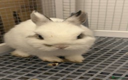 Netherland Dwarf rabbits for sale: Netherland Dwarf rabbit - Image 5