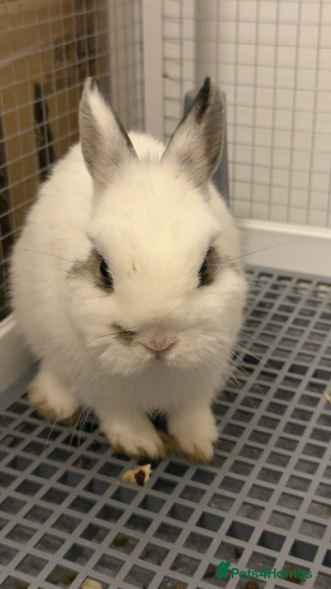 Netherland Dwarf rabbits for sale: Netherland Dwarf rabbit - Image 5