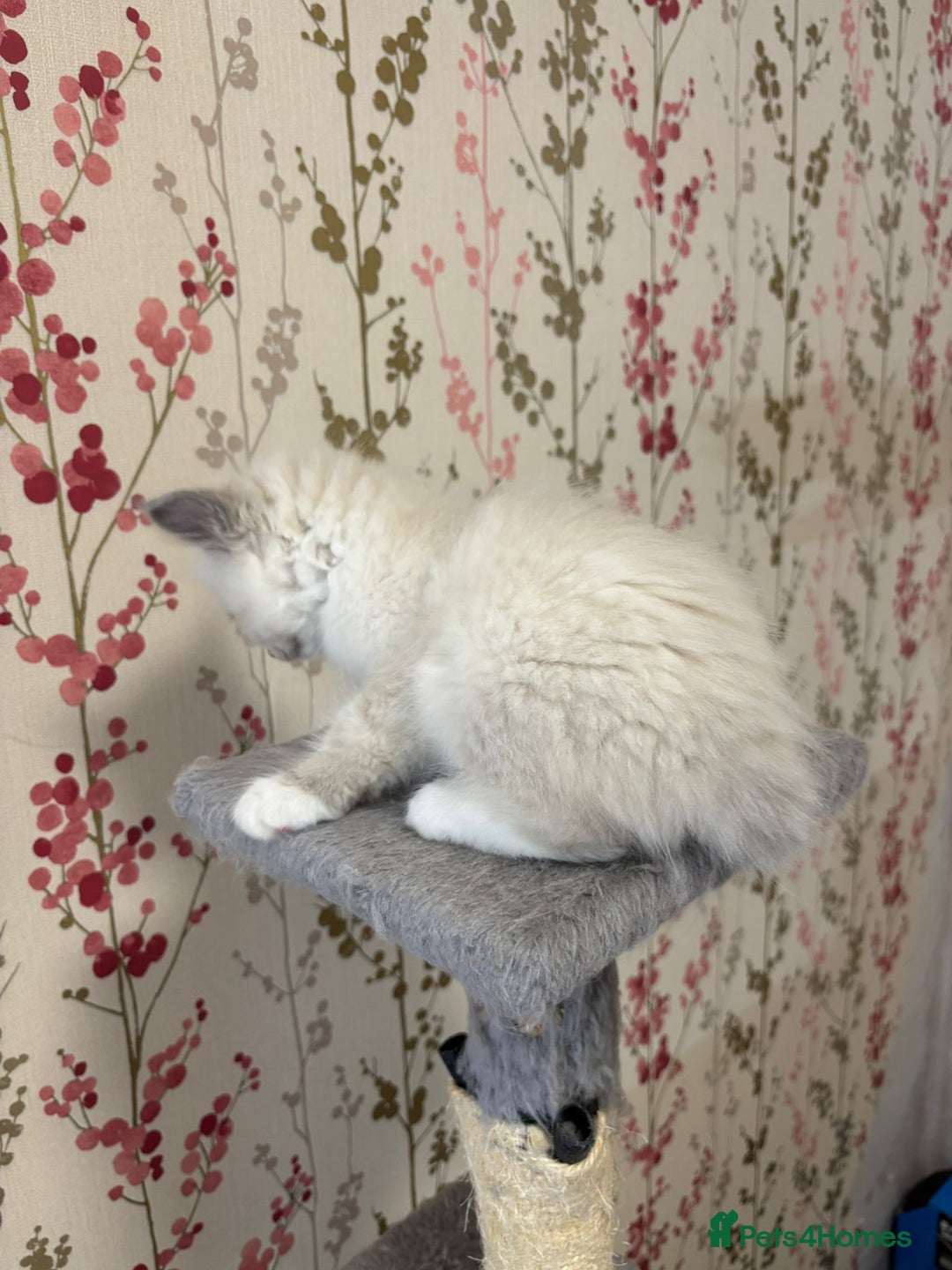 Ragdoll cats for sale: Ragdoll Blue Point/ Bicolor For Sale!!! - Advert 11