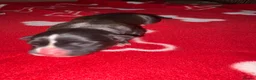 American Bull Staffy dogs for sale: American Staffy puppies  - Advert 5