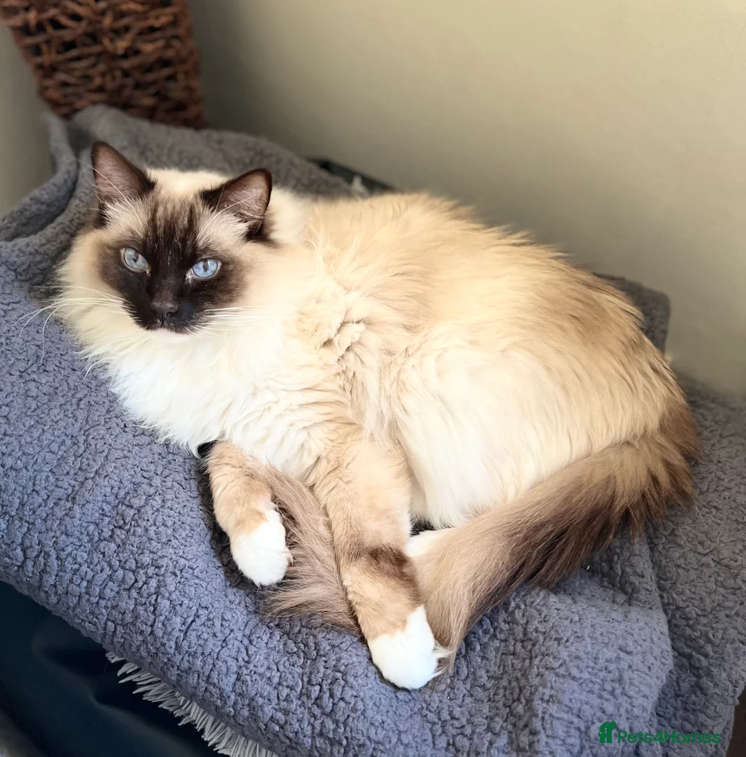 Ragdoll cats for sale: Male neutered ragdoll - Advert 1