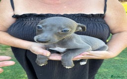 Whippet dogs for sale: Gorgeous whippet puppies  - Image 10