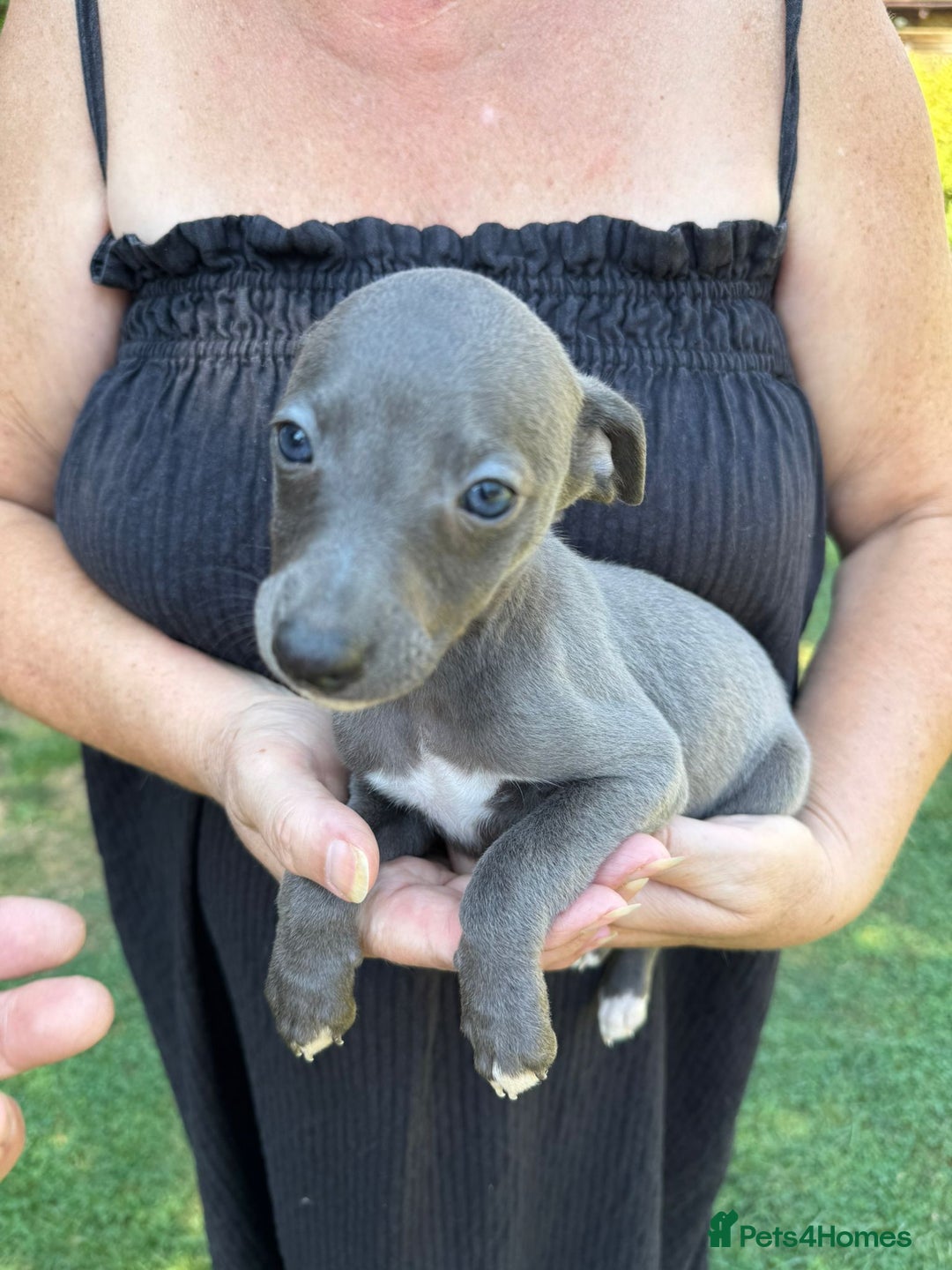 Whippet dogs for sale: Gorgeous whippet puppies  - Image 10