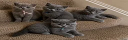 British Shorthair cats for sale: Blue British Shorthair kittens  - Advert 15