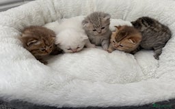British Shorthair cats for sale: British shorthair kittens  - Image 10