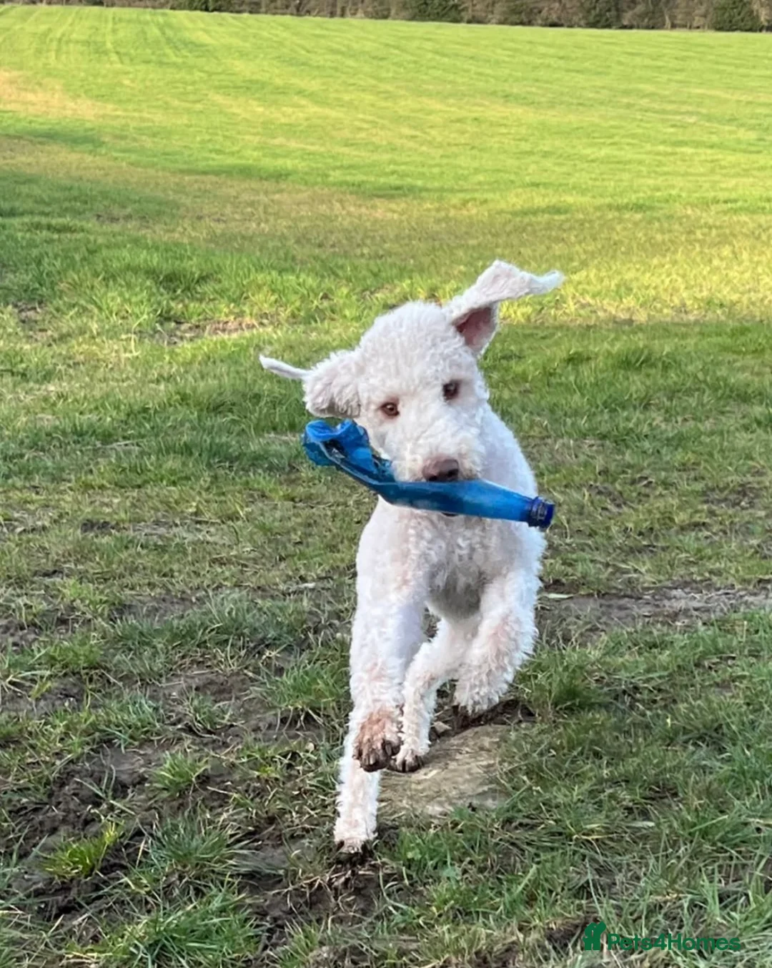 Bedlington Terrier dogs for stud: Bedlington Terrier Stud - Liver - AGE 6 - CT CLEAR in Darlington - Advert 22