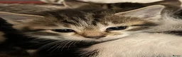 Mixed Breed cats for sale: 4 beautiful kittens for sale - Advert 4