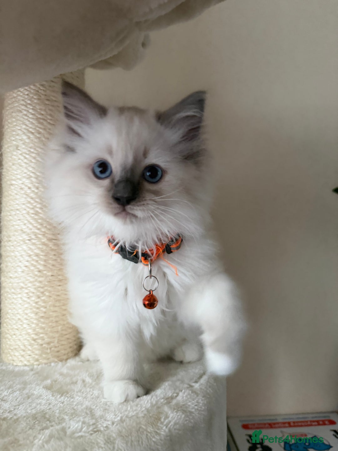 Ragdoll cats for sale: Adorable Male Ragdoll Kittens Looking forHomes! 🐾 - Image 10