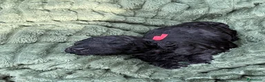 Black boy (red)