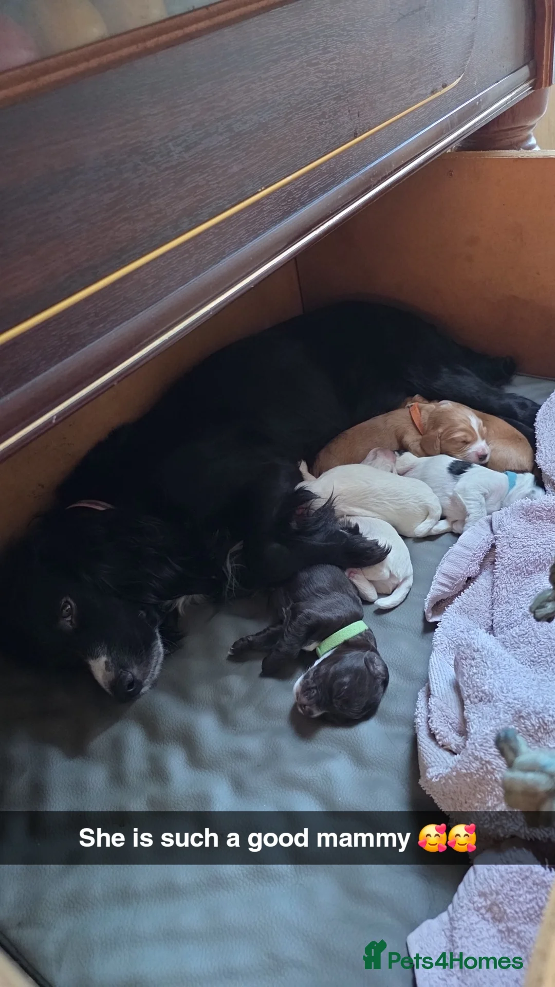 Sprocker dogs for sale: Sprocker puppies  - Advert 2