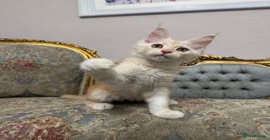 Maine Coon cats - Advert 12