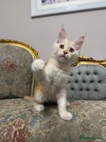 Maine Coon cats - Advert 8