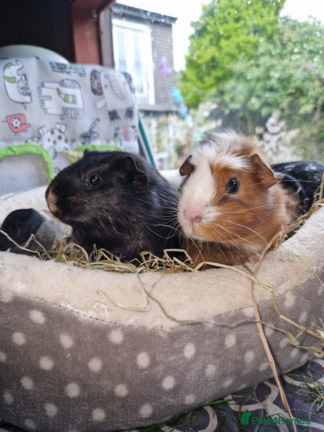 Guinea Pig rodents for sale: Beautiful American smooth coat  - Image 7