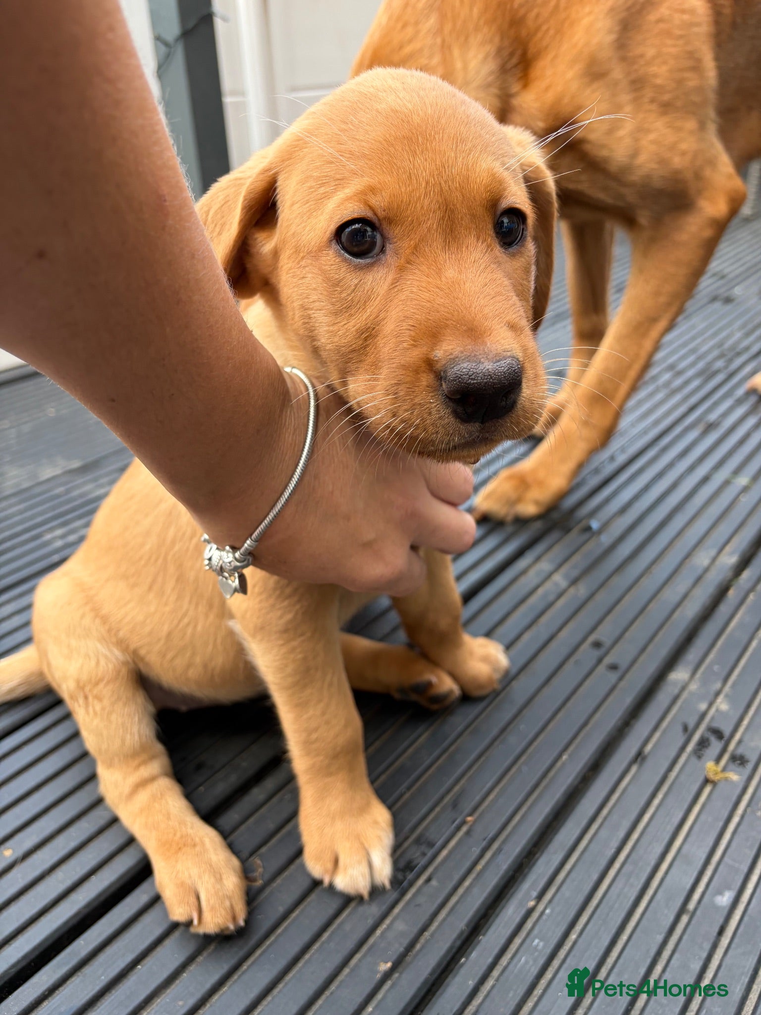 Labrador Retriever dogs KC REGISTERED FOX RED LABRADOR  - Advert 9