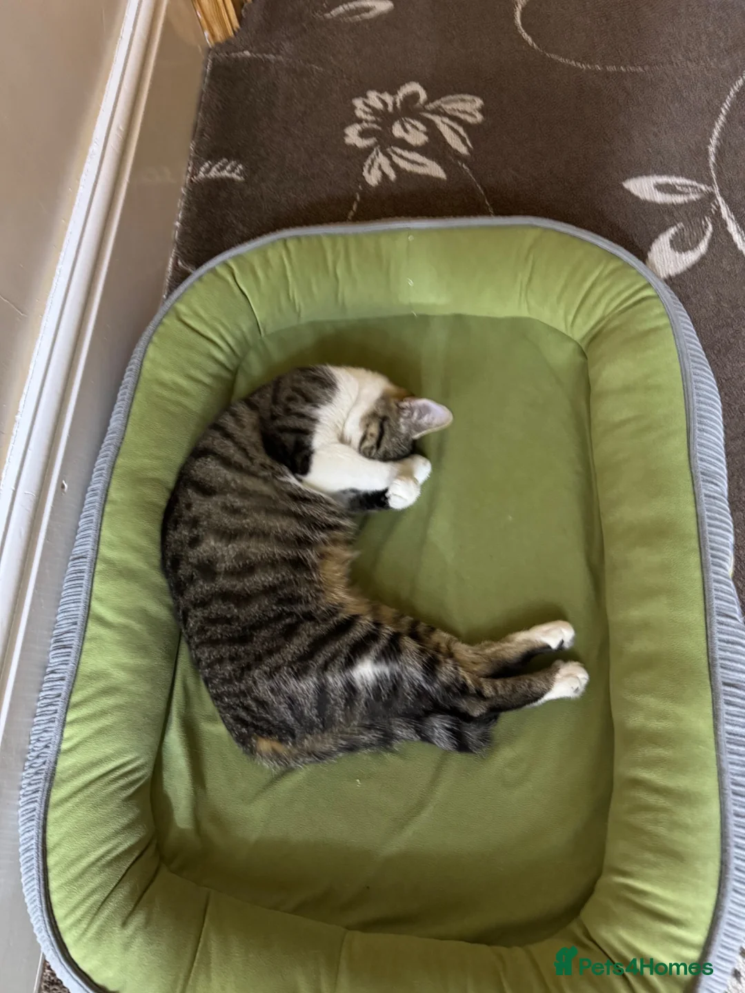 American Shorthair cats for sale: MIXED FEMALE GREY AND WHITE CAT FOR SALE  - Advert 2