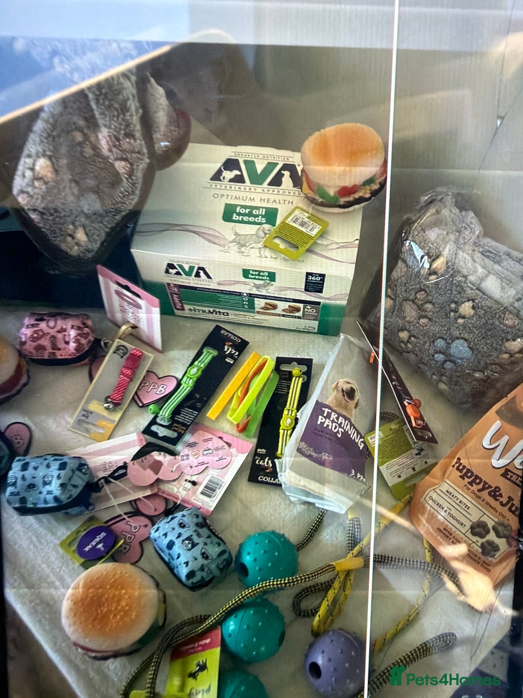 Cavapoo dogs for sale: F1 cavapoo puppies fully health tested - Advert 12