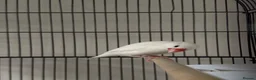 Finches birds for sale: Two Java sparrow birds  in Sheffield - Advert 3