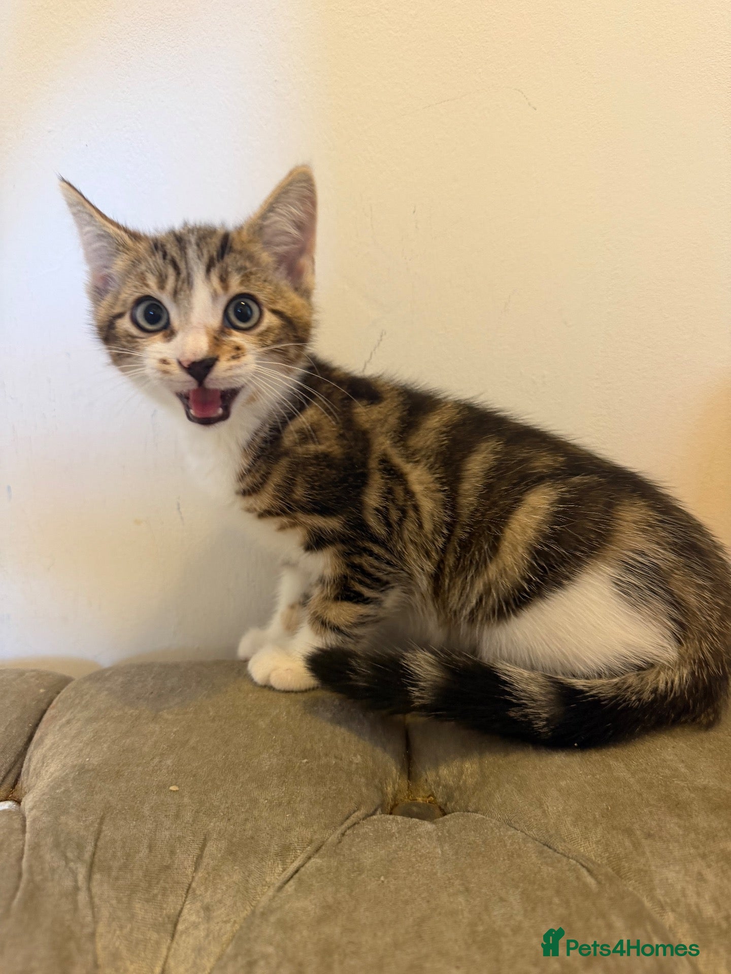 Mixed Breed cats Beautiful kittens ready now  - Advert 6