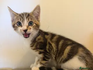 Mixed Breed cats Beautiful kittens ready now - Advert 6